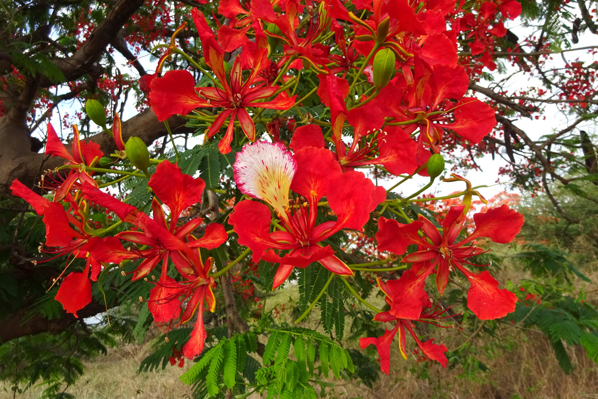 Image of Delonix regia specimen.