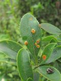 Berberis vulgaris