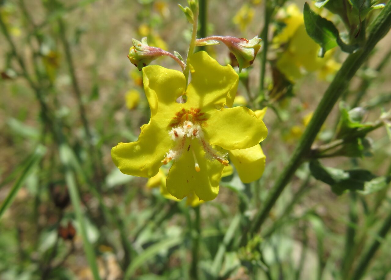 Image of Verbascum spathulisepalum specimen.