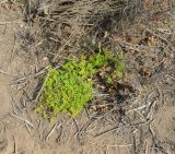 Tetraena simplex. Вегетирующее растение. Намибия, регион Erongo, южная граница г. Свакопмунд, пойма р. Свакоп. 05.03.2020.