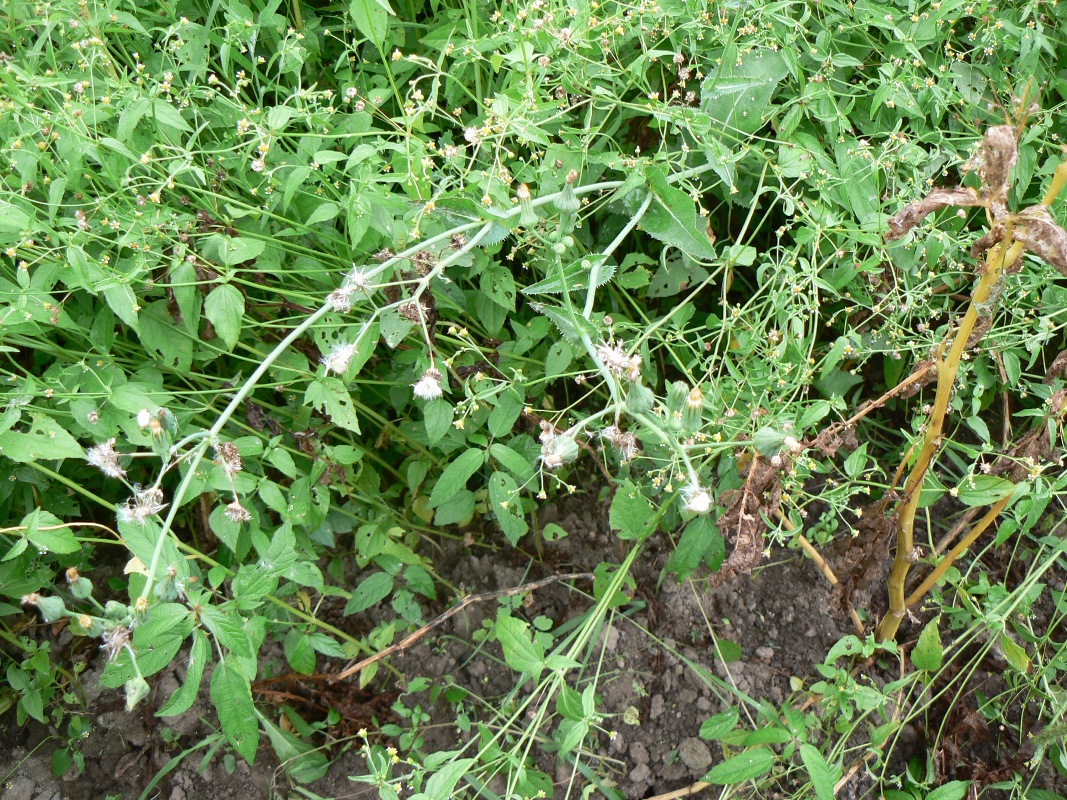 Изображение особи Sonchus arvensis.