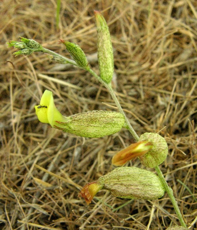 Image of Astragalus xanthomeloides specimen.