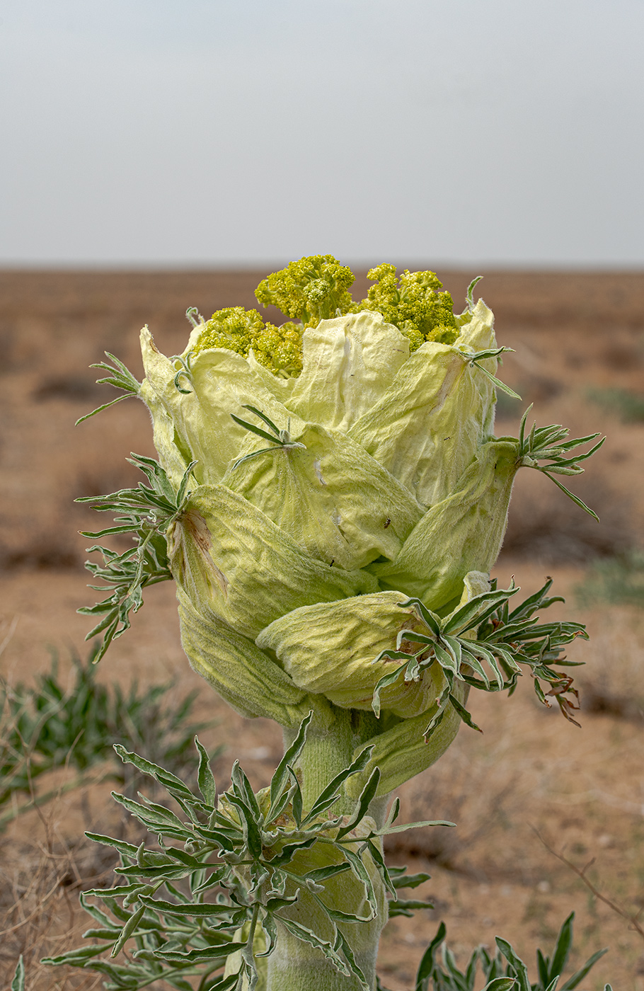 Image of Ferula foetida specimen.