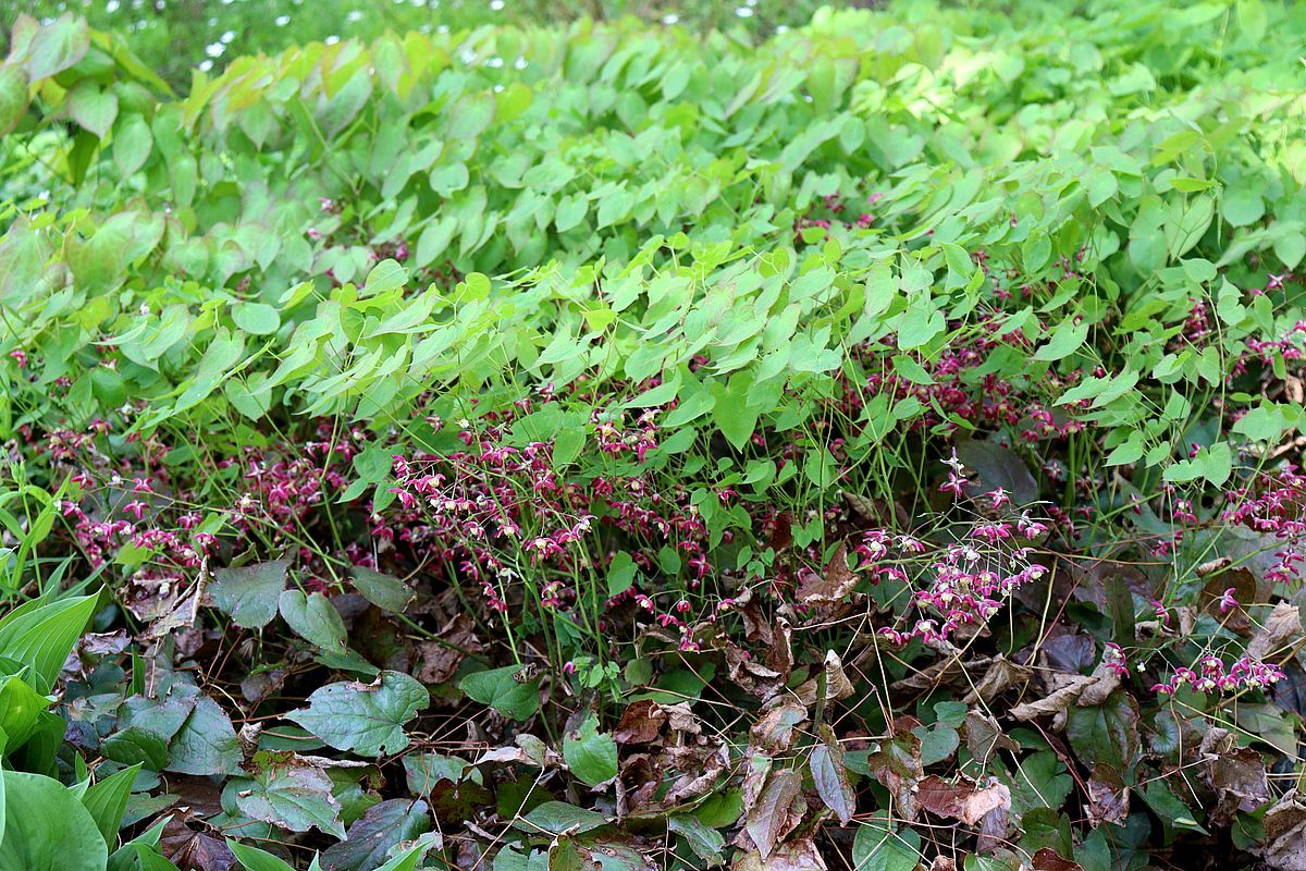 Image of Epimedium rubrum specimen.