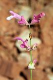 Salvia bucharica