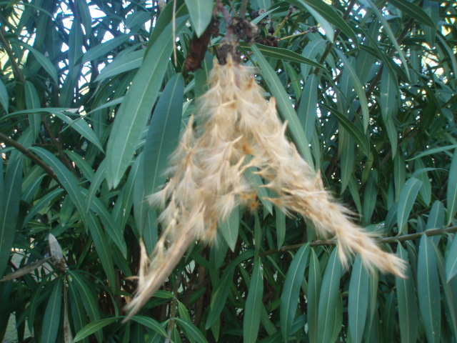 Image of Nerium oleander specimen.