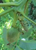 Смотреть изображение Juglans regia