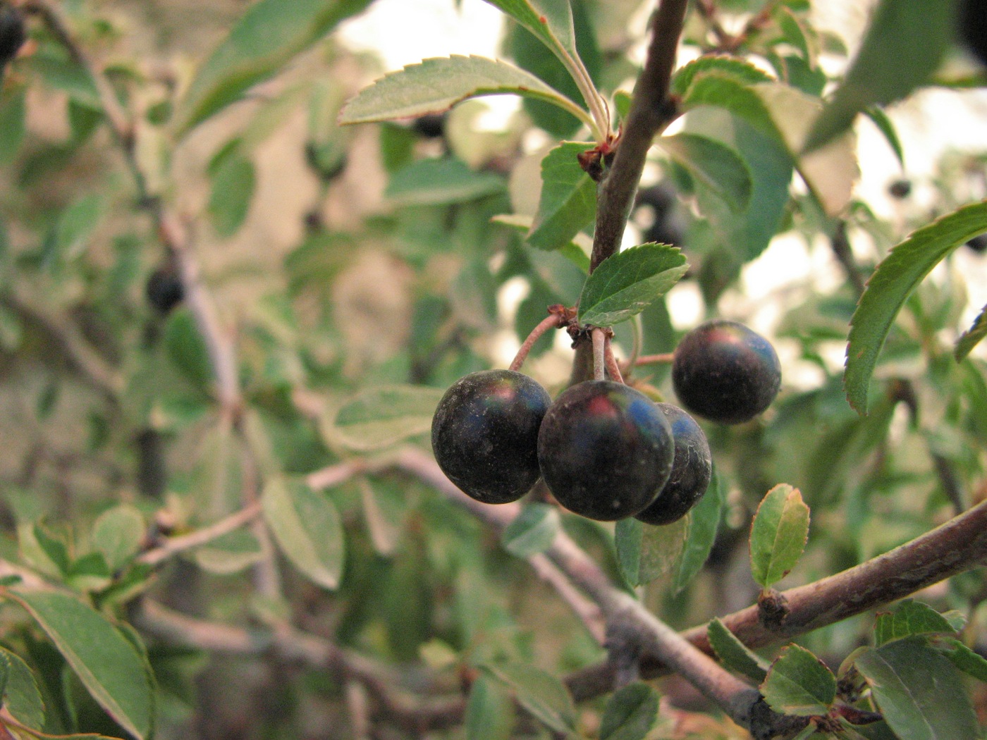 Image of Cerasus microcarpa specimen.