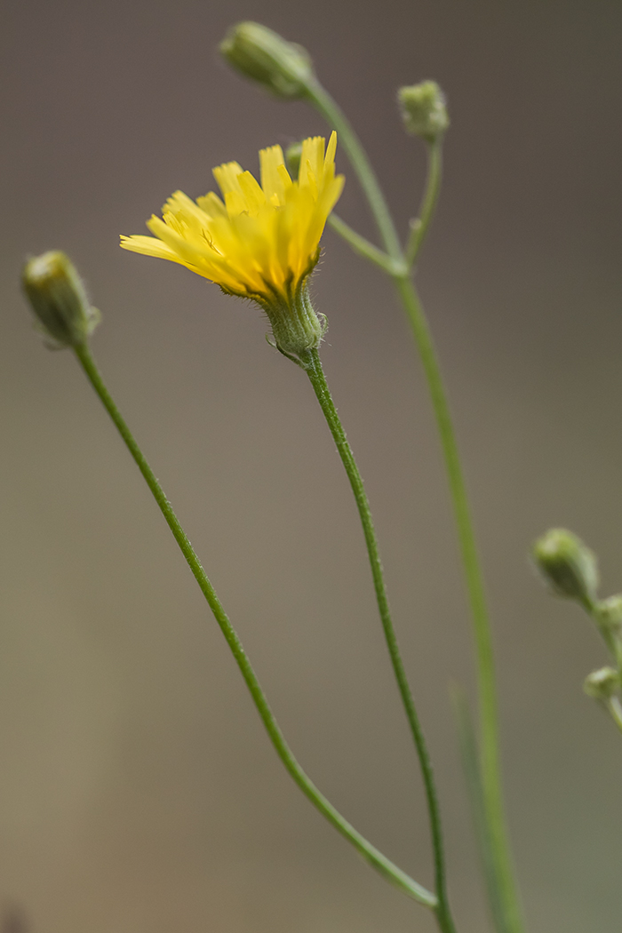 Image of Lagoseris sancta specimen.