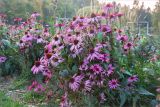 Echinacea purpurea. Цветущие растения. Ленинградская обл., г. Выборг, парк \"Монрепо\", цветник. 26.09.2020.