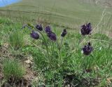 Pulsatilla violacea. Цветущее растение. Северная Осетия, гор. округ Владикавказ, окр. с. Чми, ок. 1500 м н.у.м., среднегорный луг. 07.05.2021.