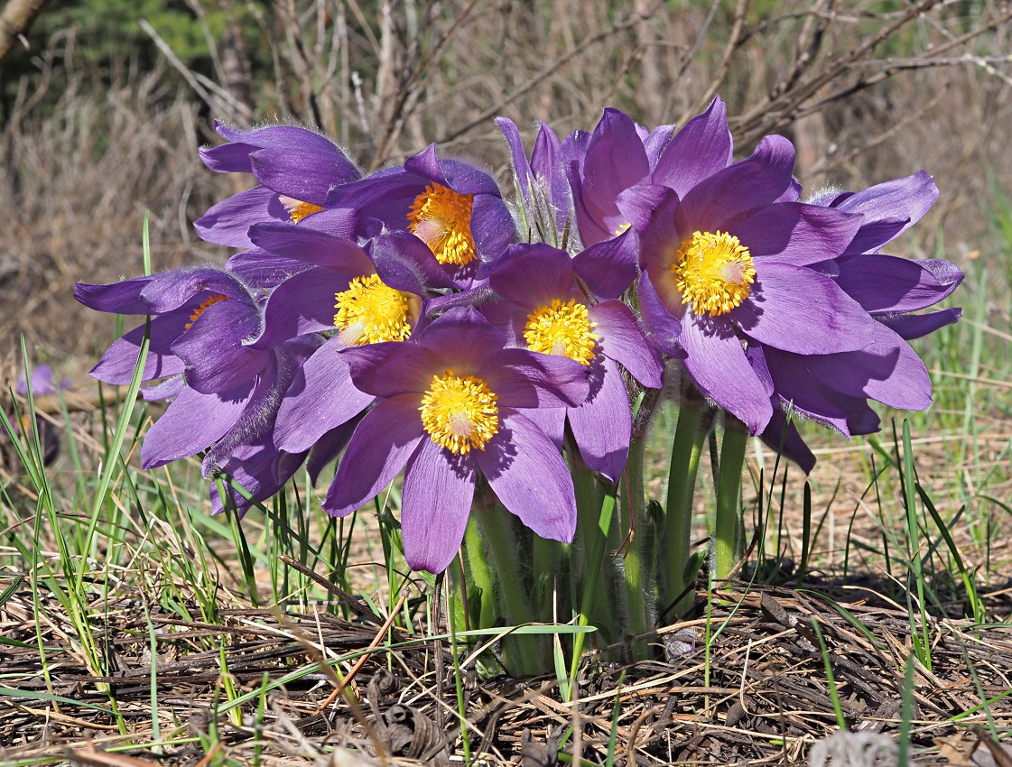 Image of Pulsatilla patens specimen.