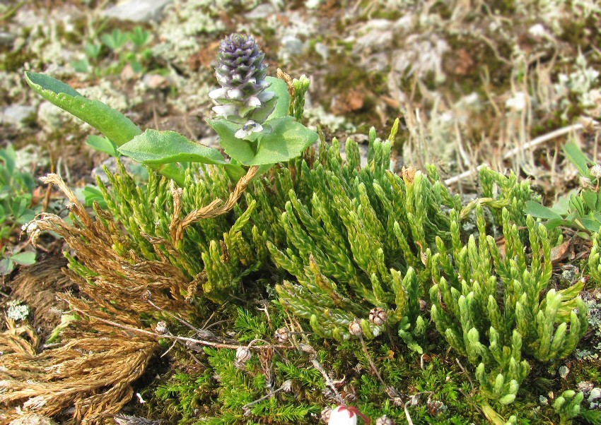 Image of Diphasiastrum alpinum specimen.