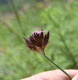 Dianthus ruprechtii. Соцветие с бутонами и распустившимся цветком. Республика Ингушетия, Джейрахский р-н, окр. ур. Мухул, высота ок. 2040 м н.у.м., луг на узком перешейке между двумя глубокими оврагами. 18 июня 2022 г.