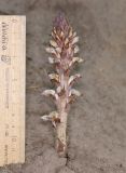 Orobanche cumana