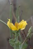 Glaucium flavum