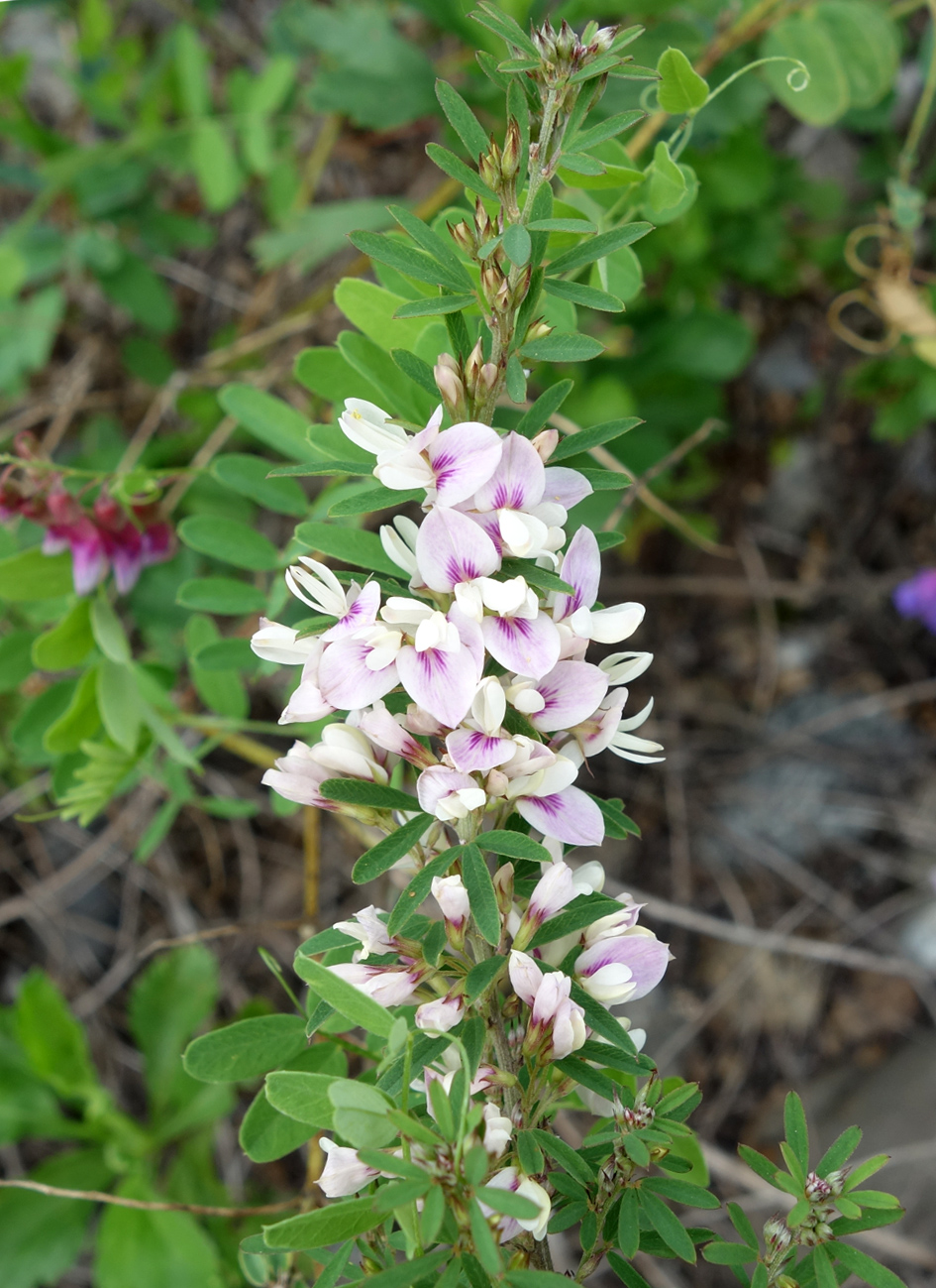 Изображение особи Lespedeza juncea.