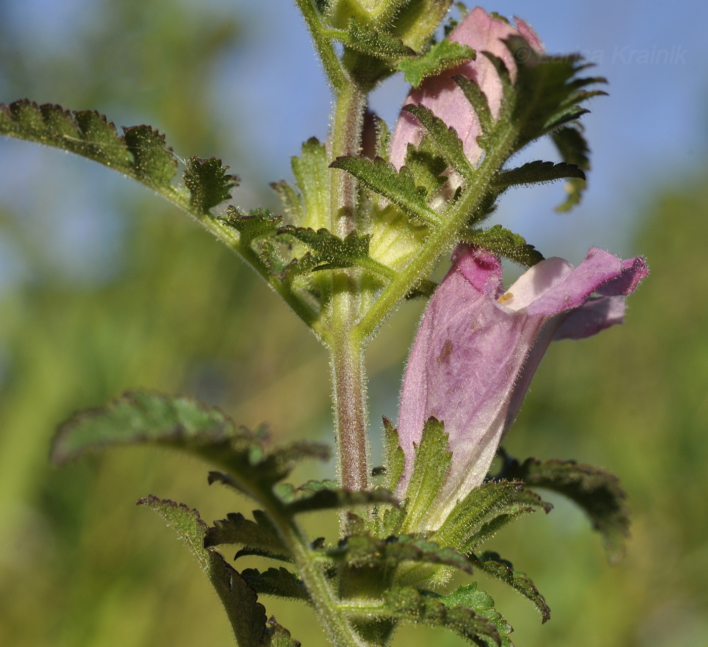 Image of Phtheirospermum chinense specimen.