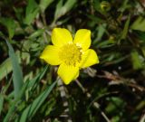 Ranunculus repens. Цветок. Иркутская обл., Иркутский р-н, пос. Большая Речка, скашиваемый газон между дорогой и домами. 12.06.2022.