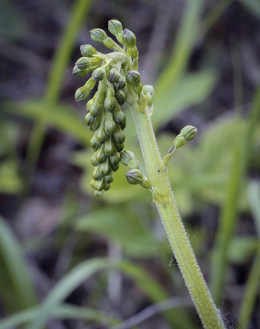 Изображение особи Listera ovata.