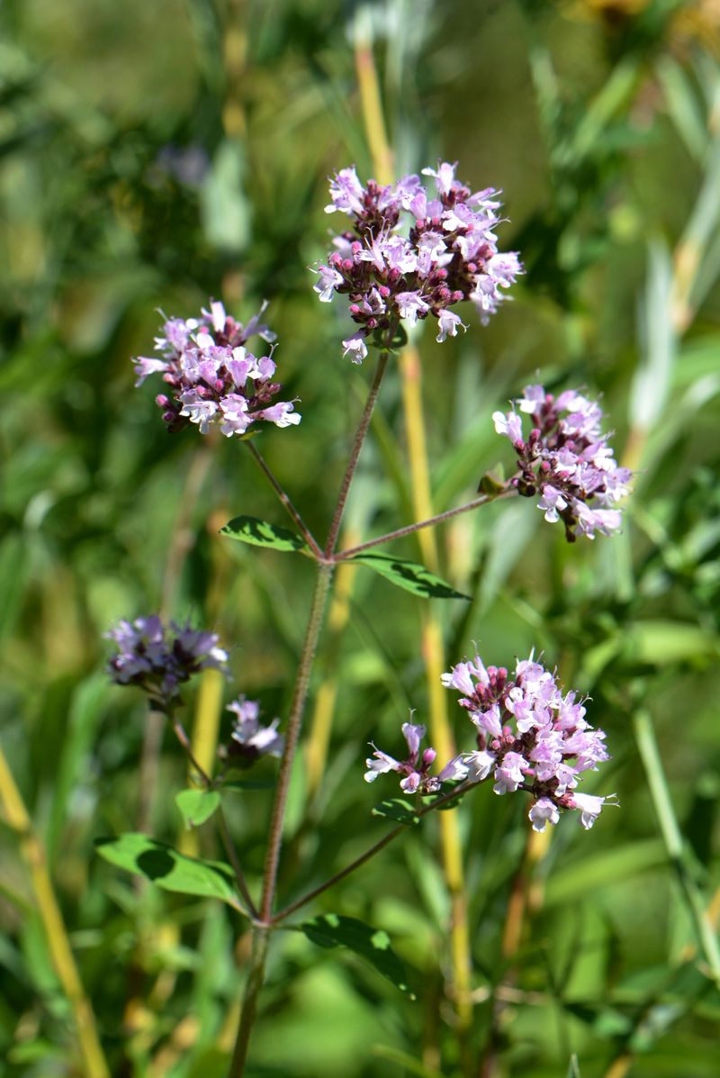 Изображение особи Origanum vulgare.