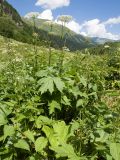 Heracleum ponticum