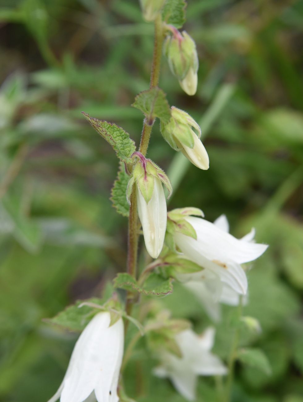 Изображение особи Campanula alliariifolia.