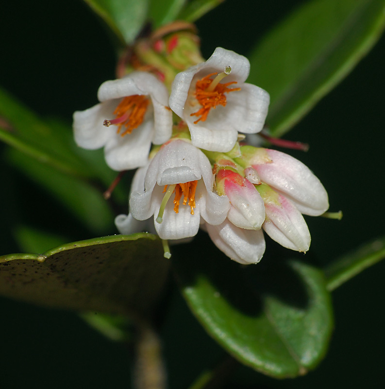 Image of Vaccinium vitis-idaea specimen.