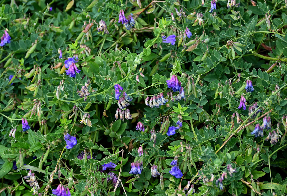 Image of Vicia japonica specimen.