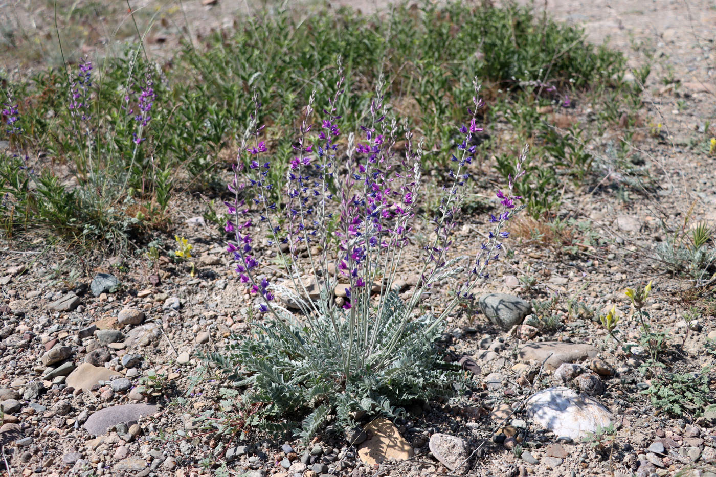 Image of Oxytropis rosea specimen.