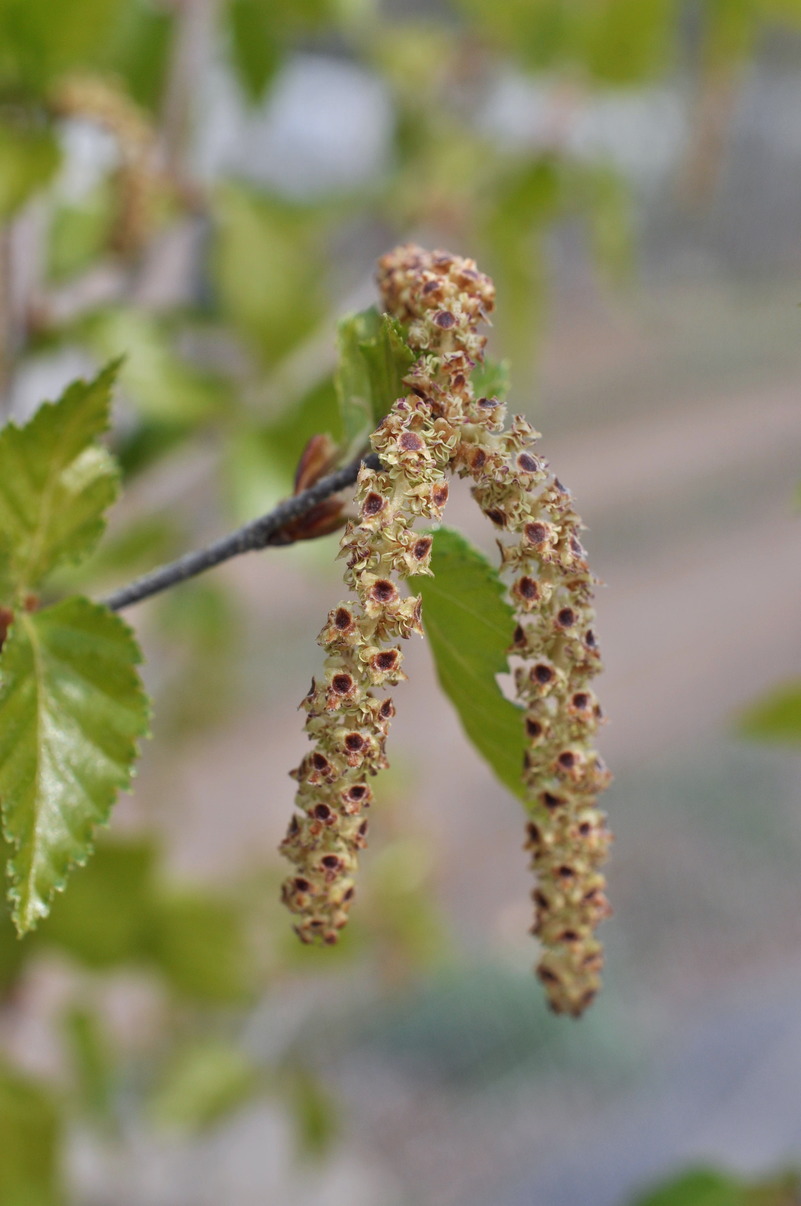 Изображение особи Betula &times; zabelii.