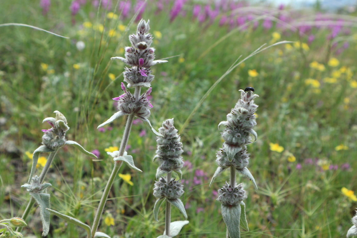 Image of Stachys velata specimen.