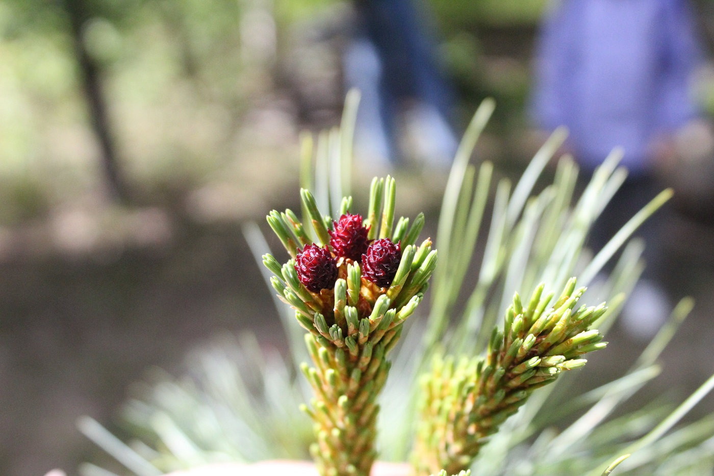 Image of Pinus pumila specimen.