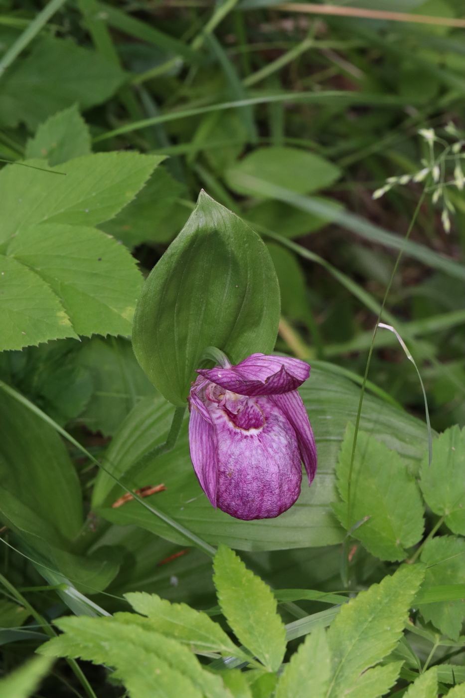 Image of Cypripedium macranthos specimen.