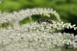 Aruncus dioicus