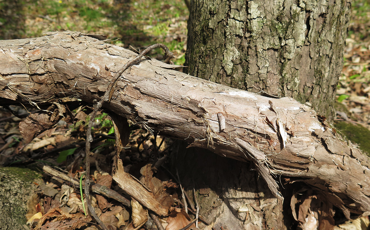 Image of Actinidia arguta specimen.