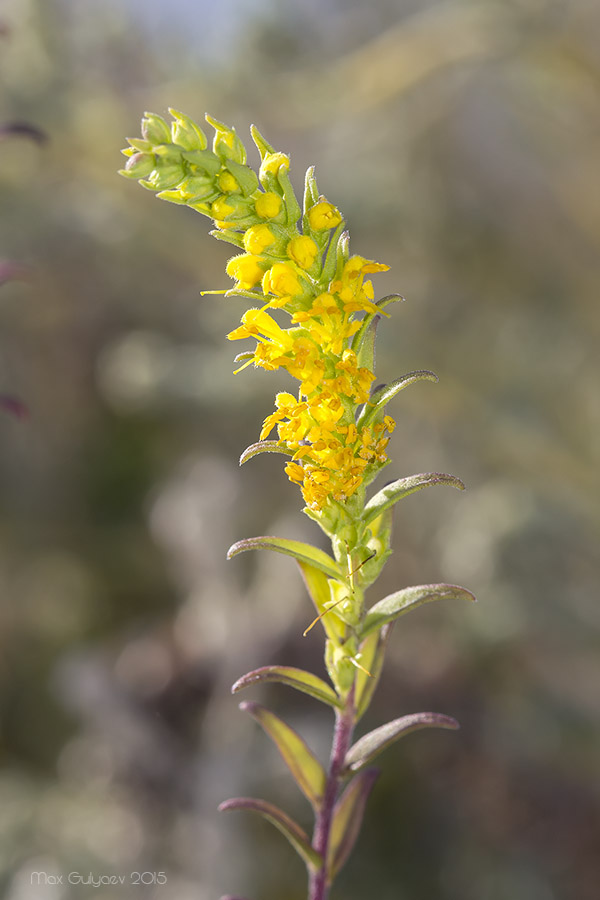 Image of Orthanthella lutea specimen.