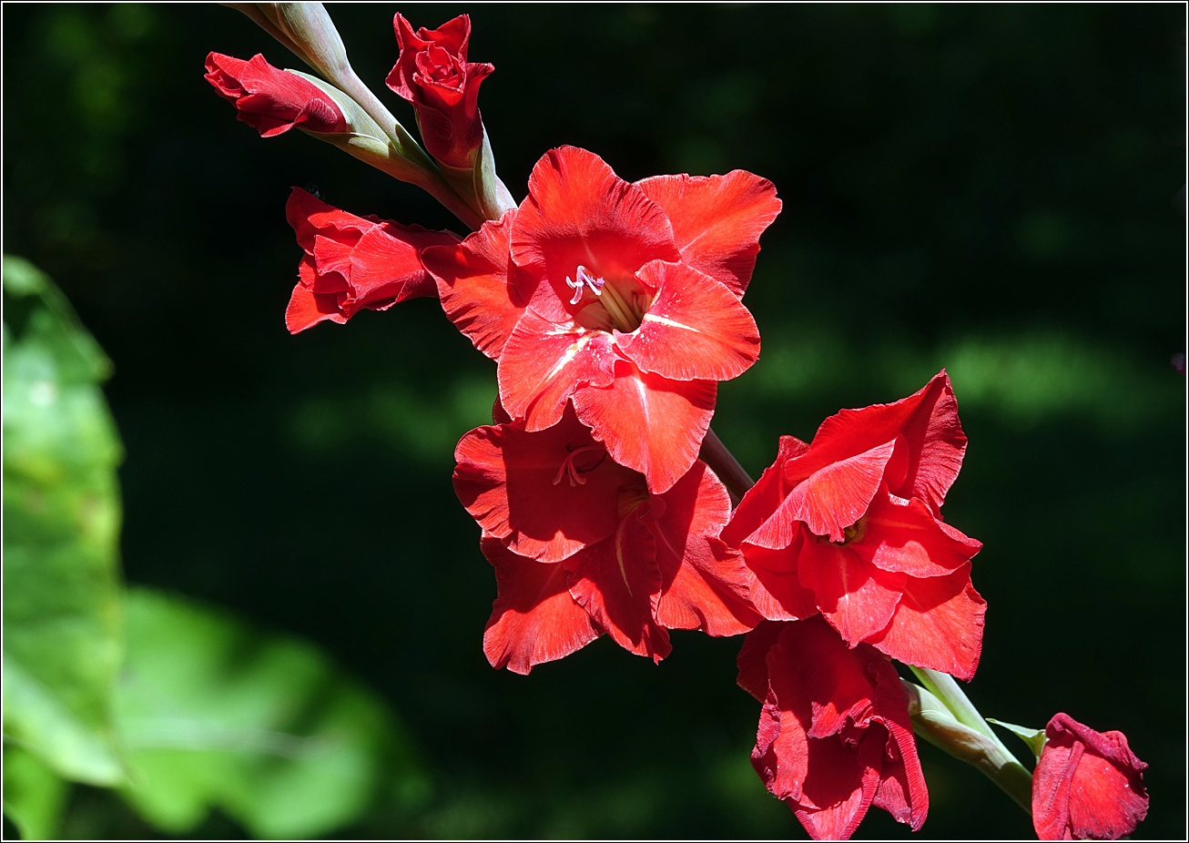 Image of Gladiolus &times; gandavensis specimen.