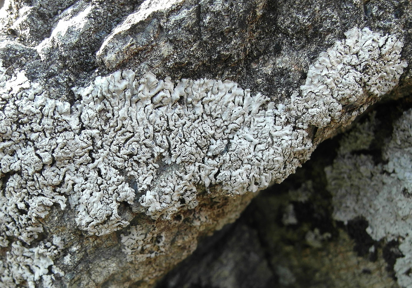 Image of Physcia mediterranea specimen.