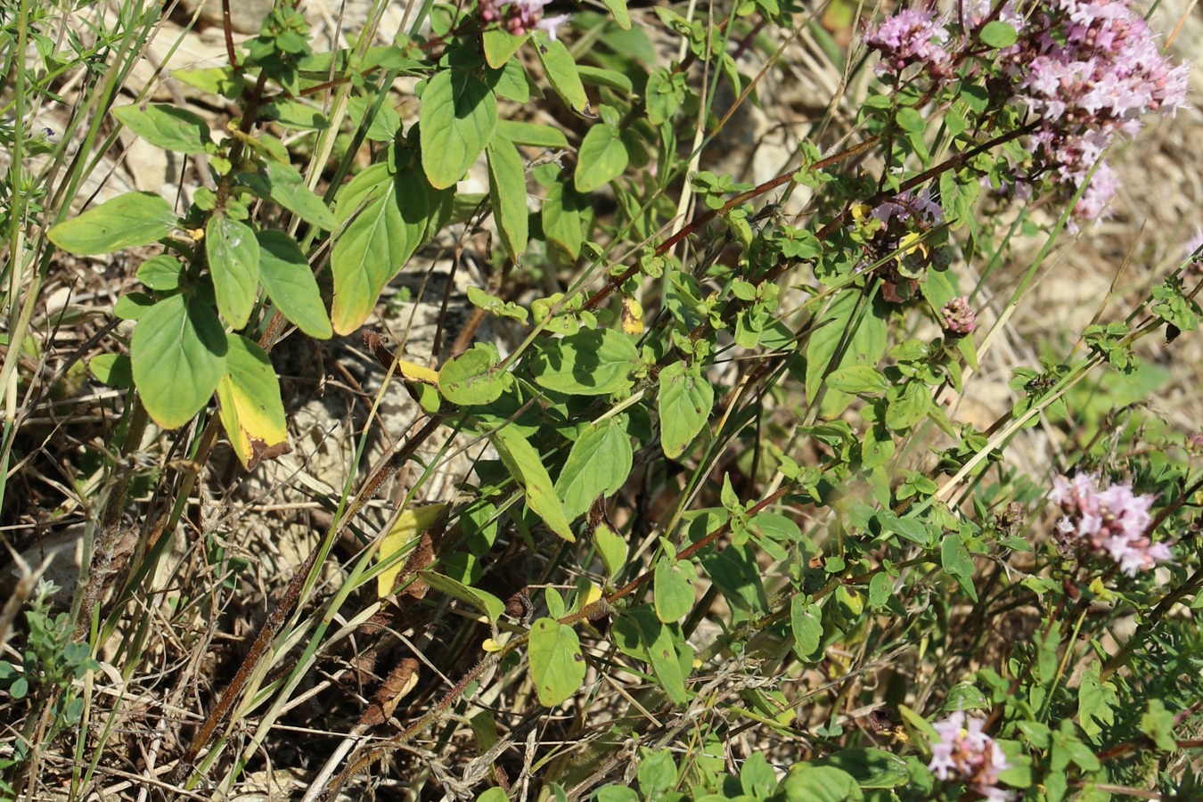 Image of Origanum vulgare specimen.