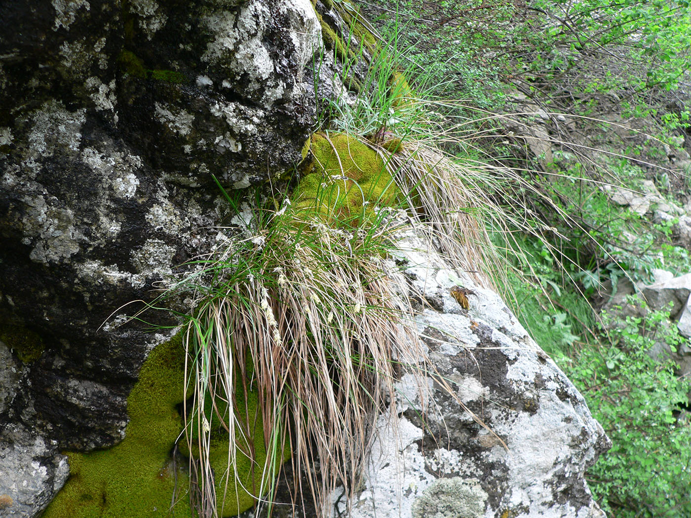 Image of Carex koshewnikowii specimen.