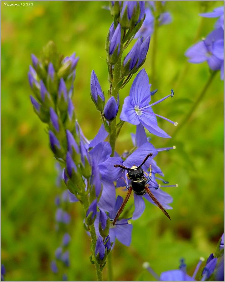 Изображение особи Veronica teucrium.