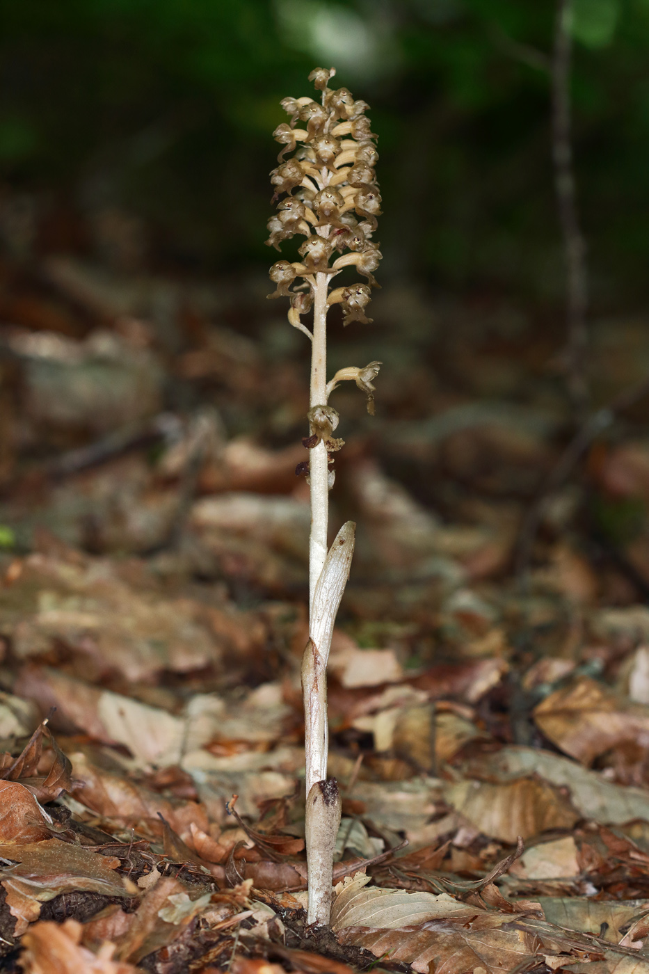 Image of Neottia nidus-avis specimen.