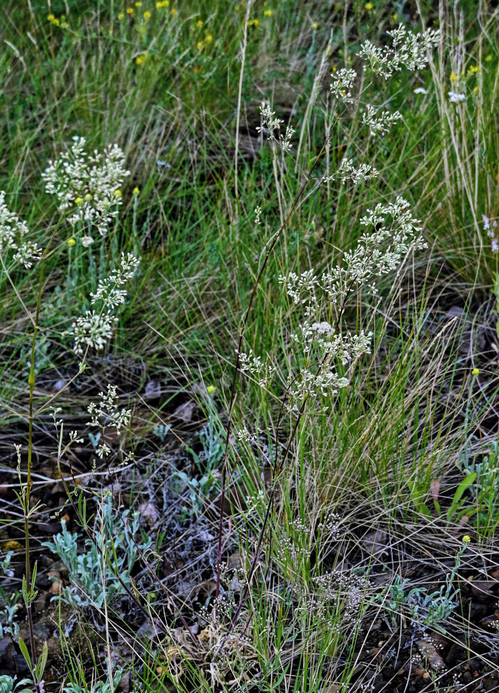 Image of Silene wolgensis specimen.