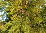 Cryptomeria japonica