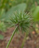 Trifolium leucanthum