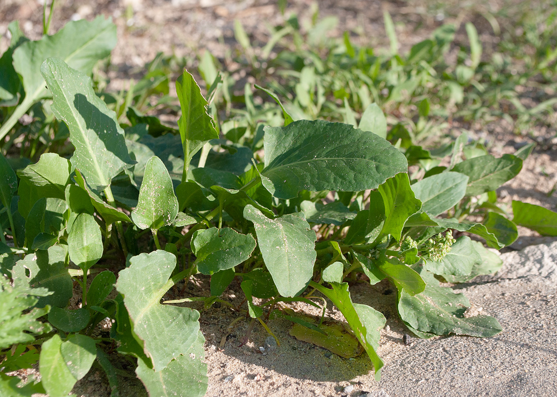 Изображение особи Rumex spinosus.