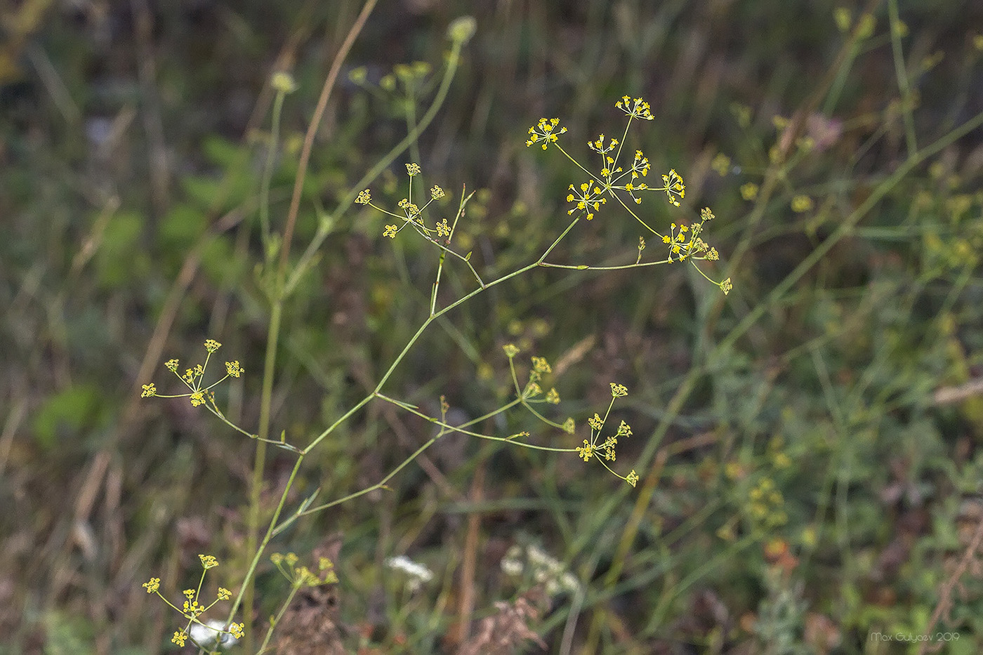 Image of Bupleurum exaltatum specimen.