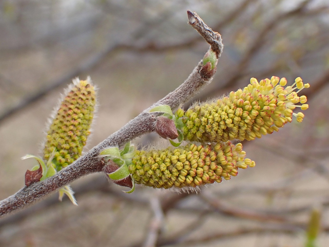 Image of Salix bebbiana specimen.