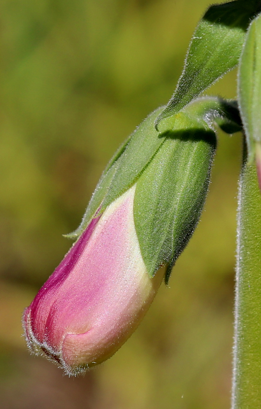 Image of Digitalis purpurea specimen.